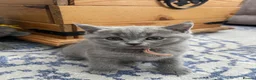 British Shorthair cats for sale: British shorthair blue /Adorable kittens  - Advert 5