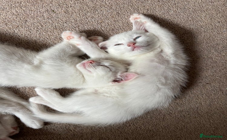 Domestic Shorthair cats - Advert 6