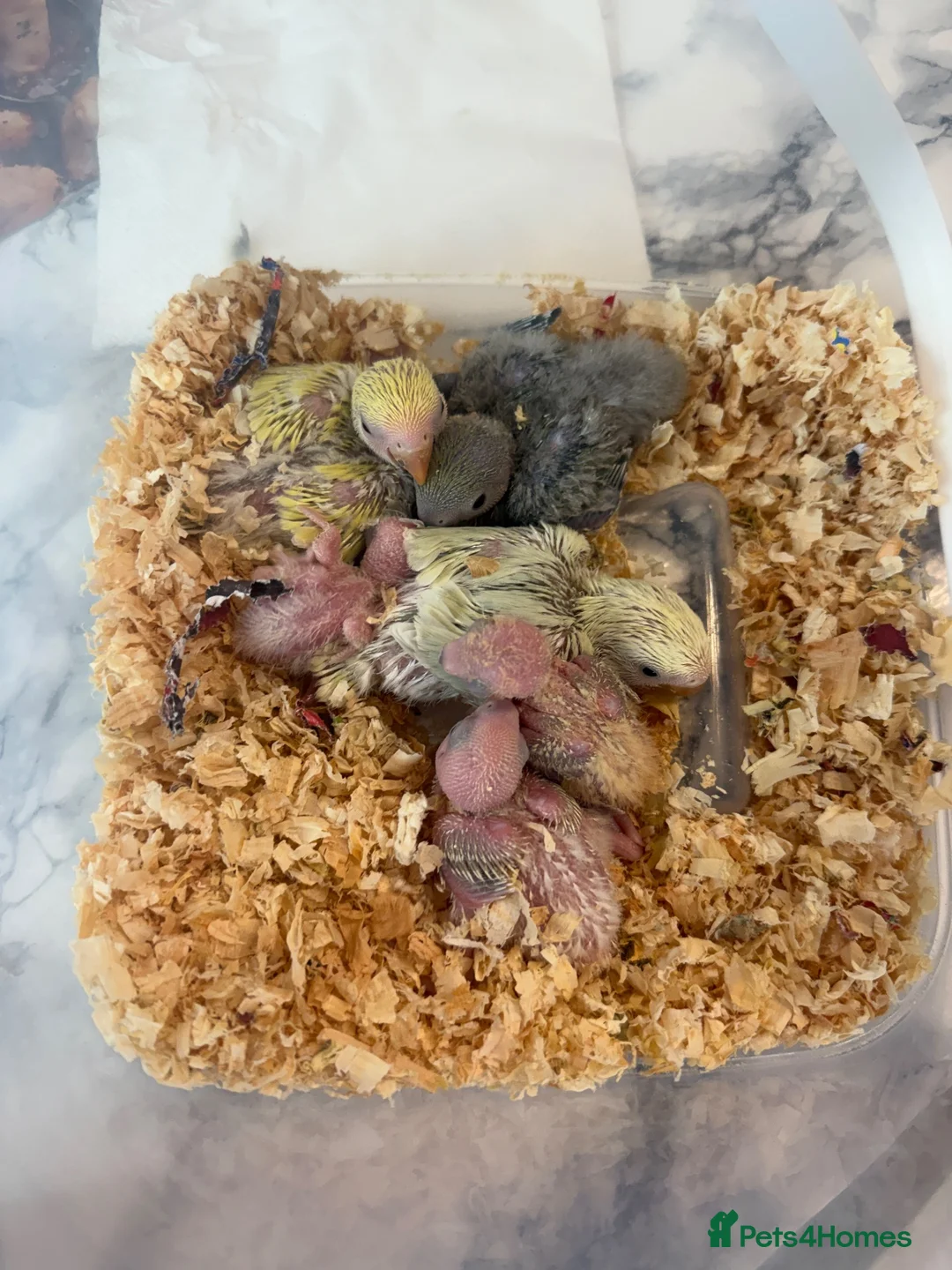 Lovebirds birds for sale: PEACHFACED Lovebird chicks - Advert 2