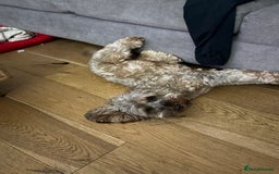 Cockapoo dogs for sale: Bailey the cockapoo  - Image 4