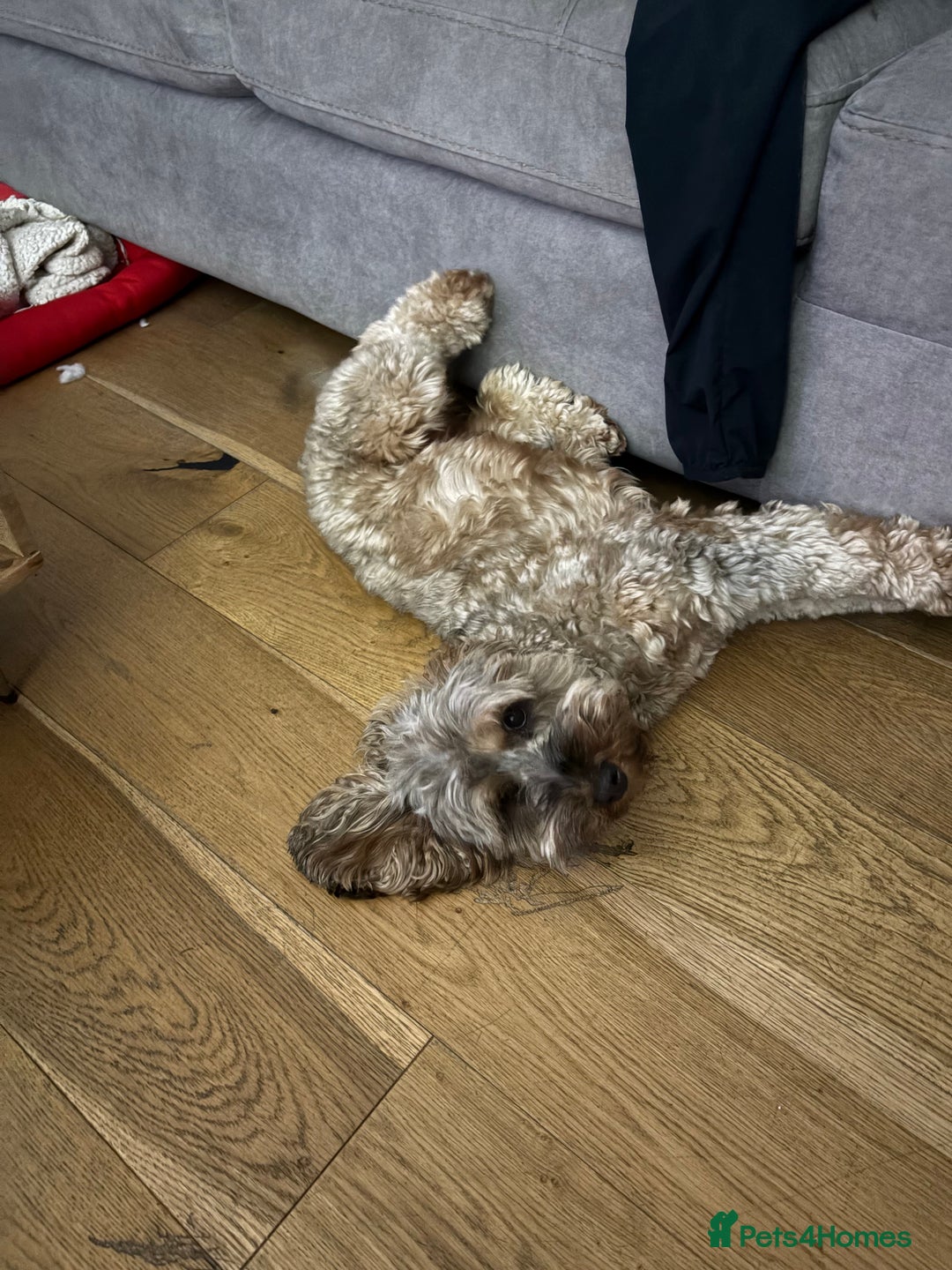 Cockapoo dogs for sale: Bailey the cockapoo  - Image 4