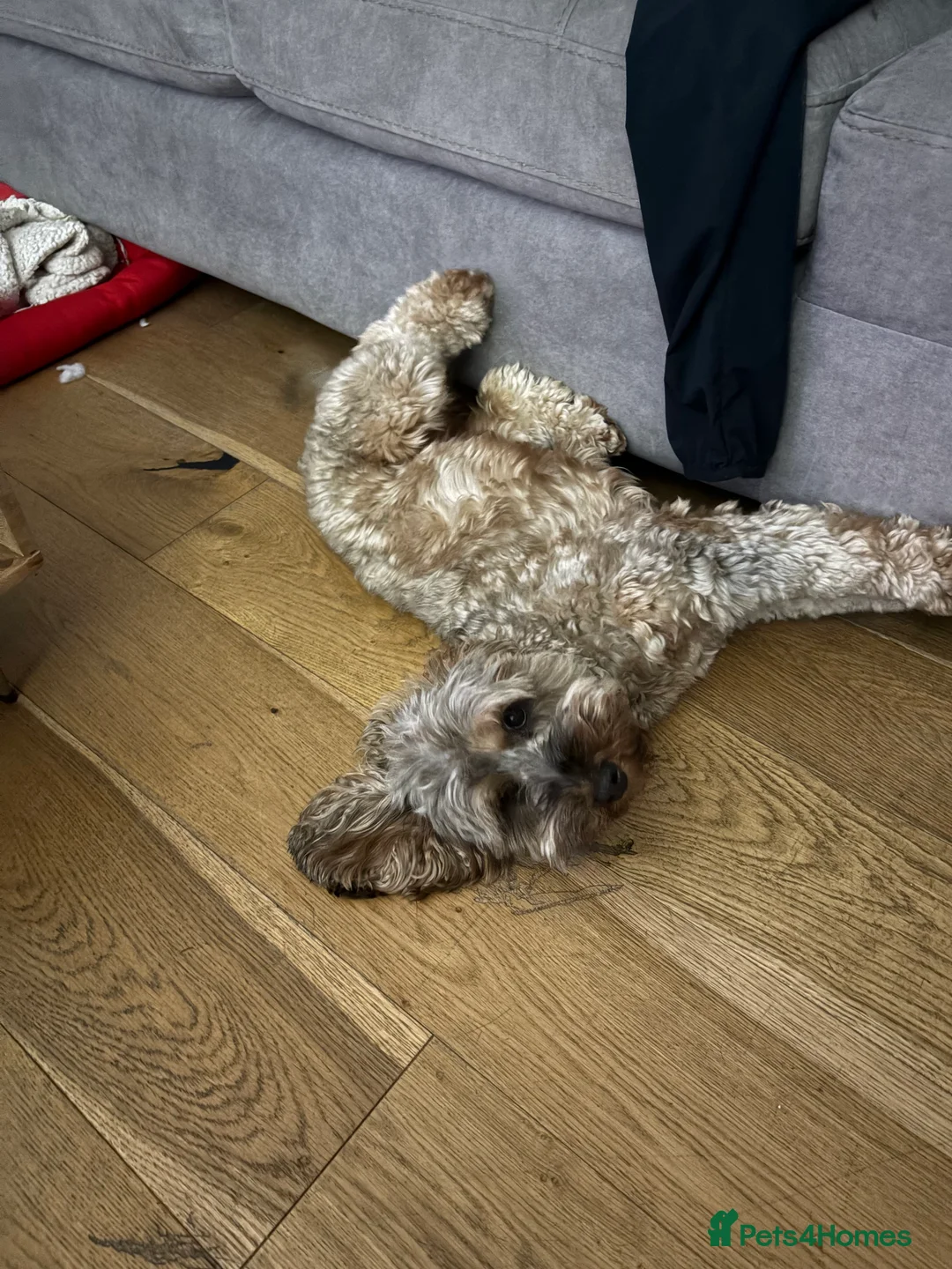 Cockapoo dogs for sale: Bailey the cockapoo  - Advert 4