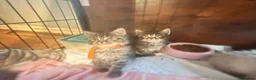 Mixed Breed cats for sale: Reduced last 2 females ragdoll x maincoon  - Advert 29