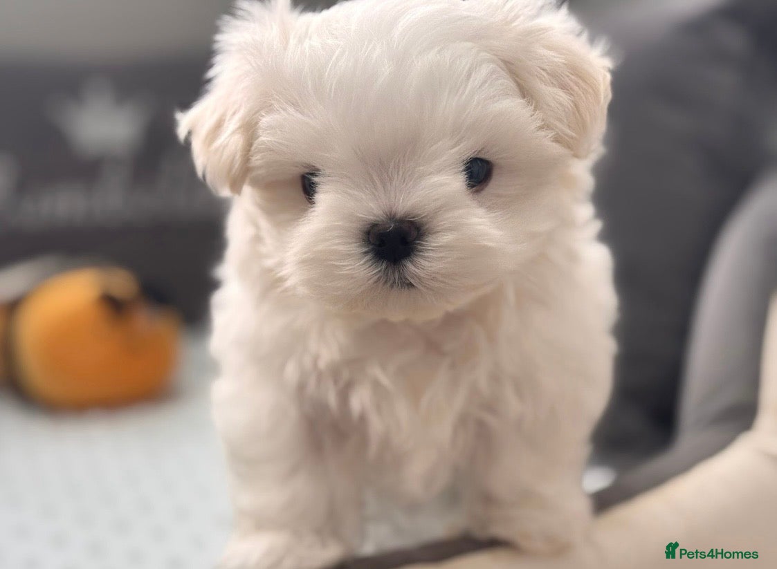 Maltese dogs Bambelina Full Korean Bloodline Maltese - Advert 17