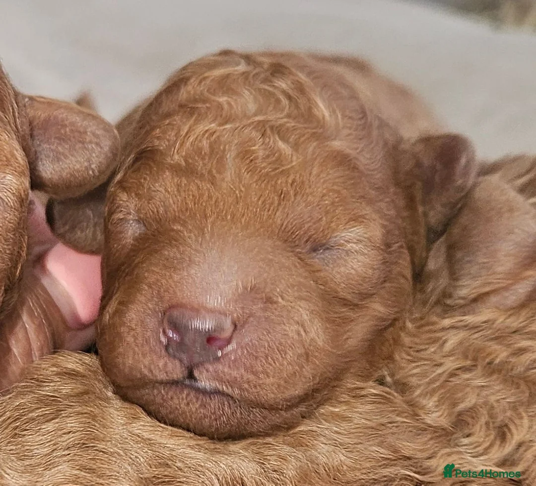 Toy Poodle dogs for sale:  Licensed breeder, kc DNA CLEAR tiny toy poodles! - Advert 1
