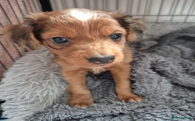 Mixed Breed dogs - Advert 19