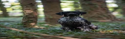 German Shorthaired Pointer dogs for stud: KC registered GSP For Stud - Advert 3
