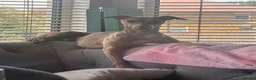 Italian Greyhound dogs for sale: Ted - Italian greyhound in Sittingbourne - Advert 3