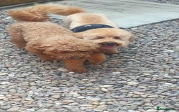 Toy Poodle dogs for stud: For Stud £175 in Leeds - Image 4