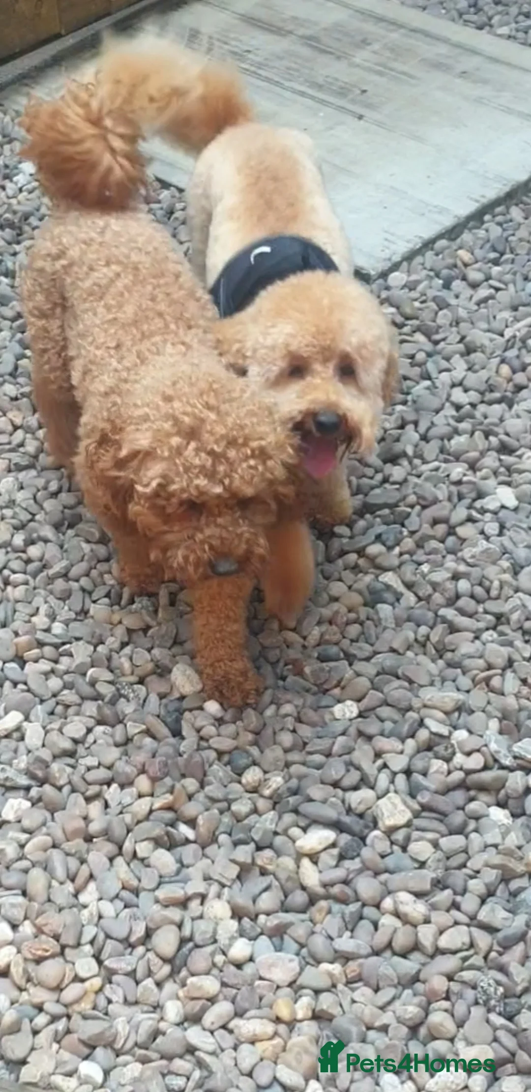 Toy Poodle dogs for stud: For Stud £175 in Leeds - Advert 4