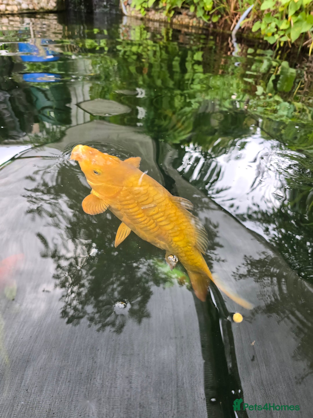 Koi Carp fish for sale: Various large carp available - Pond Closure  - Image 2