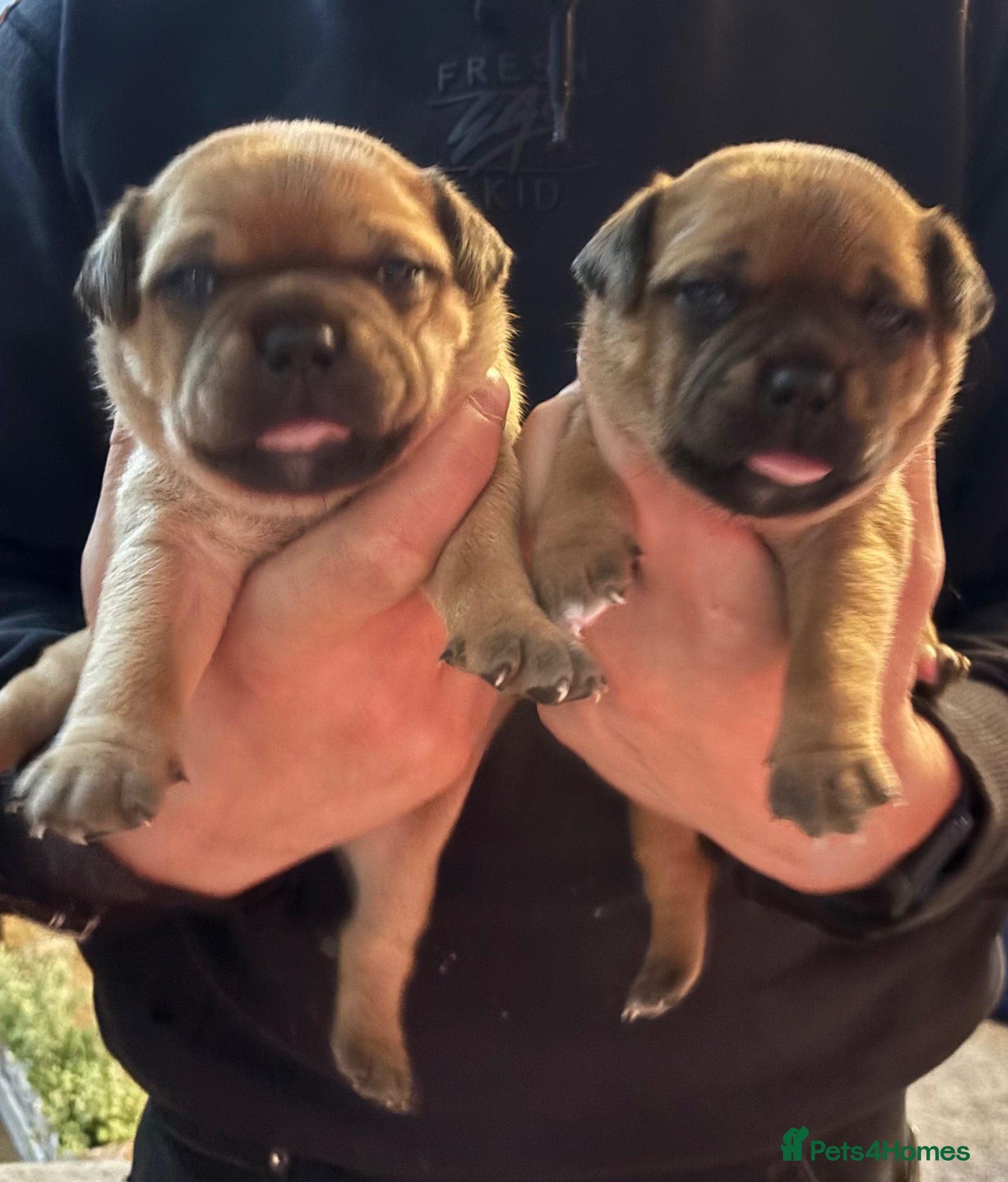 Staffordshire Bull Terrier dogs Only 1 boy left  - Advert 1