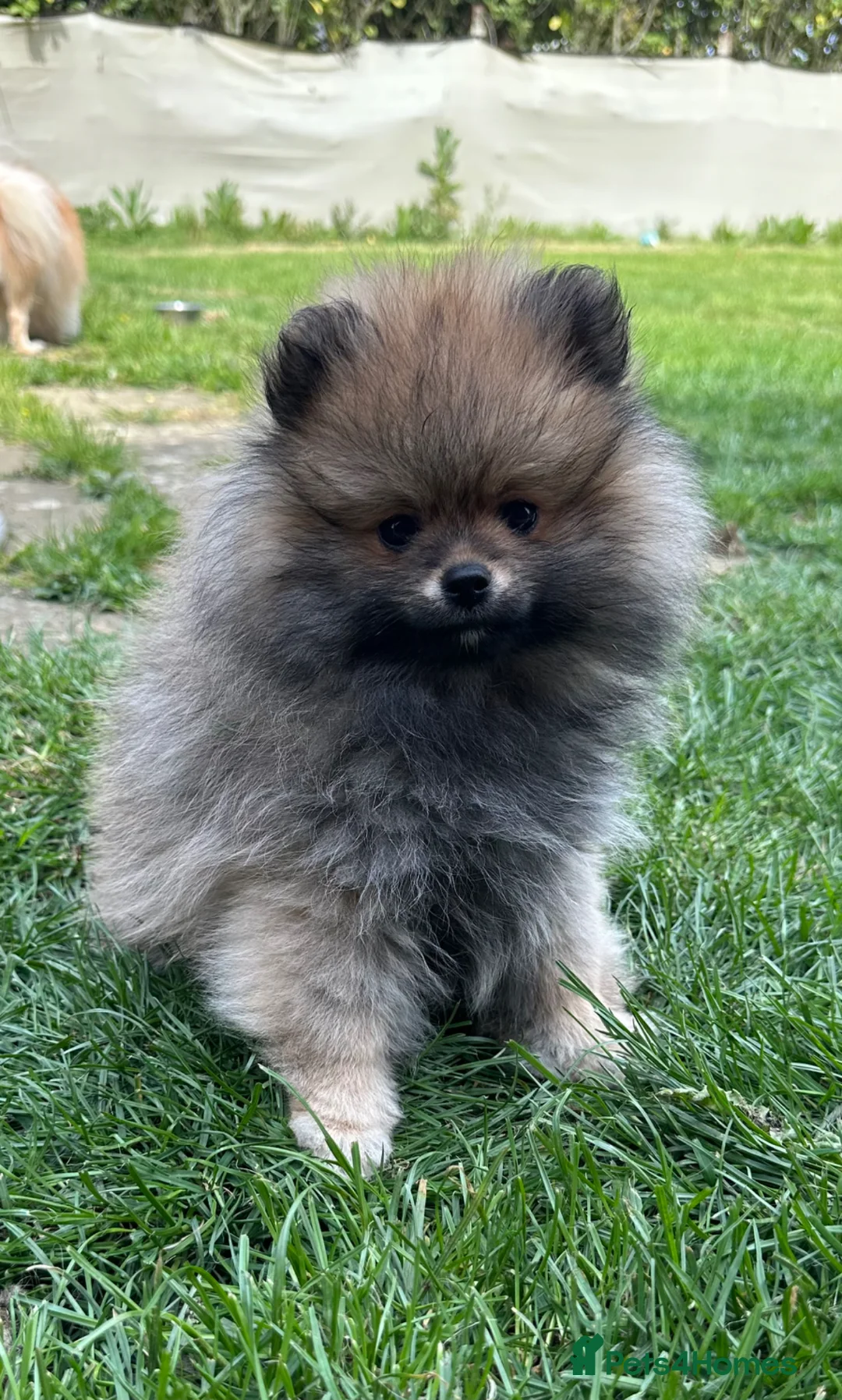Pomeranian dogs for sale: ❤️ READY NOW! Stunning Pomeranian puppies 🐶❤️ - Advert 2
