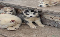 Siberian Husky dogs for sale: 5 Syberrian Husky puppies - Image 28