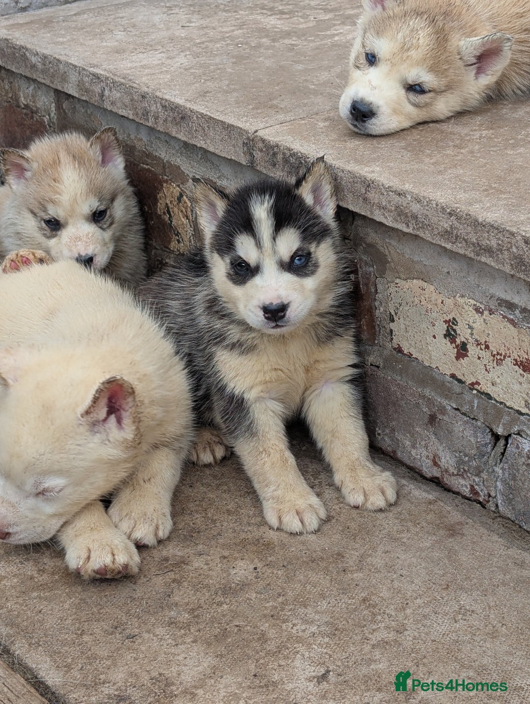 Siberian Husky dogs for sale: 5 Syberrian Husky puppies - Image 28