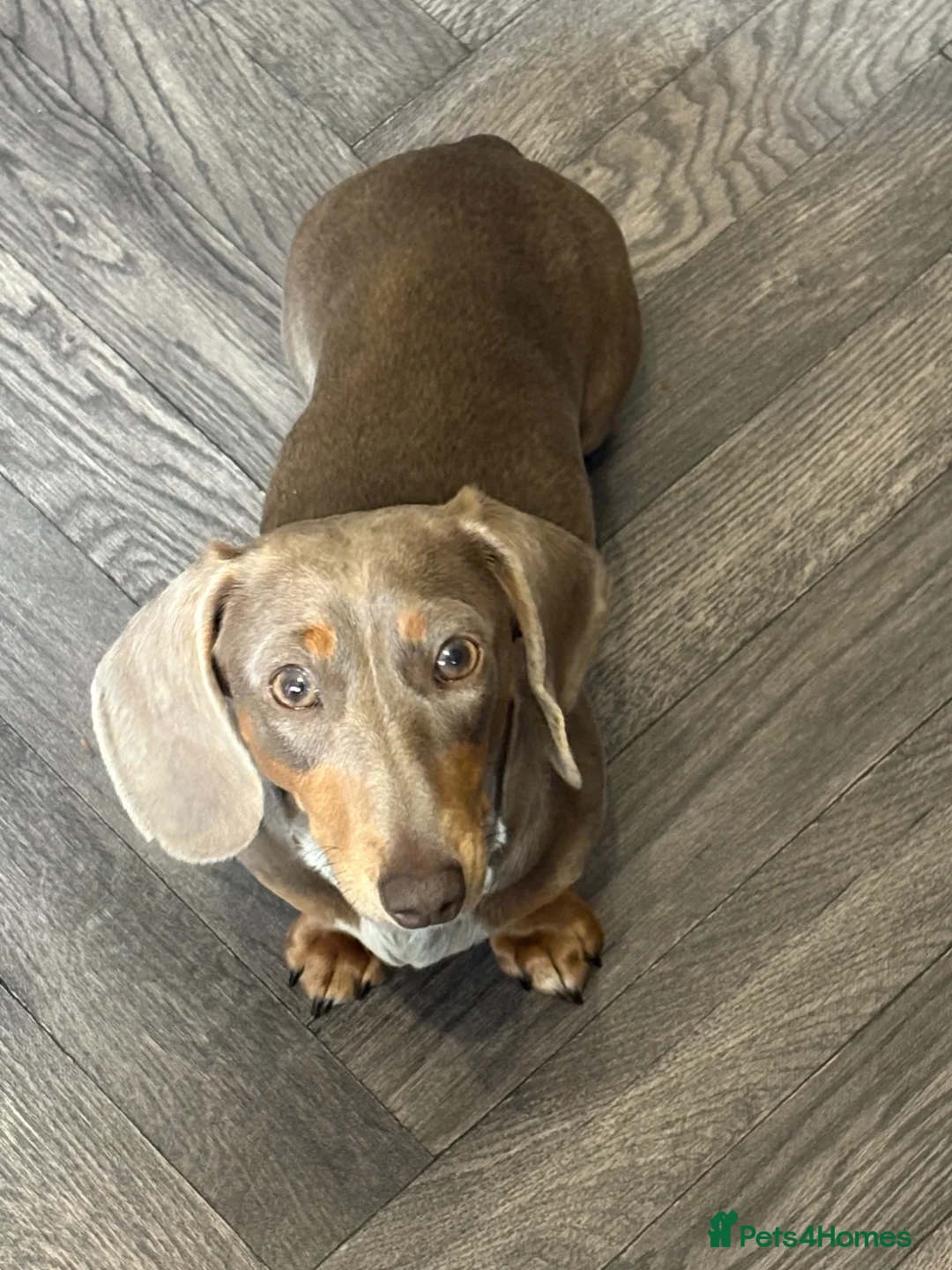 Miniature Dachshund dogs for sale: Daphney in Mexborough - Advert 2