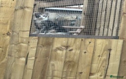 Maine Coon cats for sale: 6 months old female Mainecoon  - Image 5