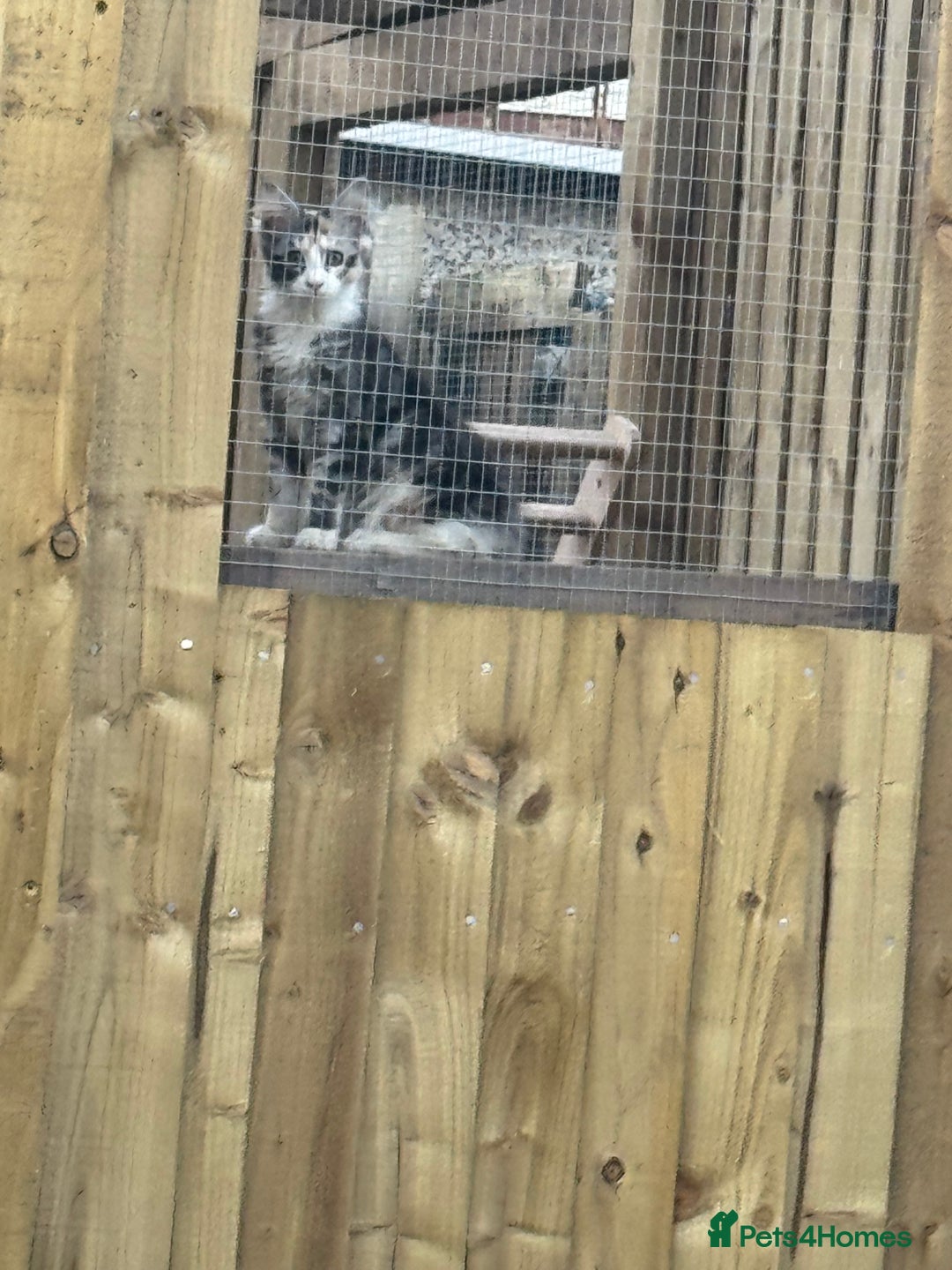 Maine Coon cats for sale: 6 months old female Mainecoon  - Image 5