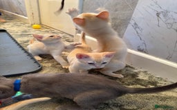 Burmese cats for sale: Burmese Kittens For Sale - Advert 12