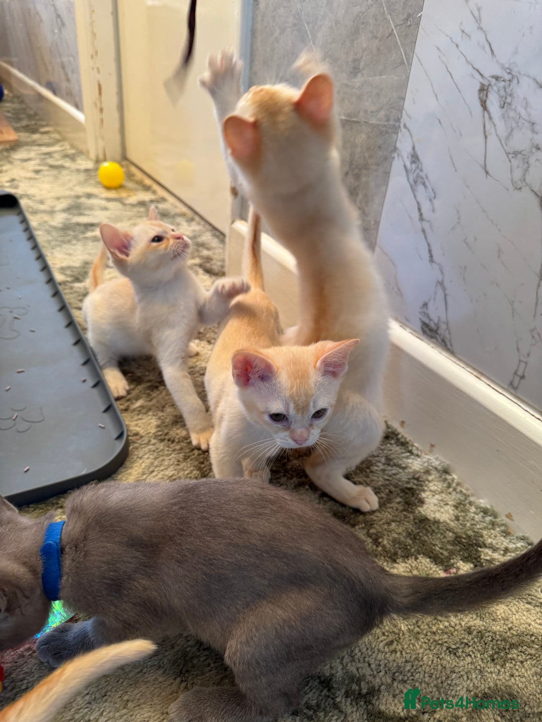 Burmese cats for sale: Burmese Kittens For Sale - Advert 12