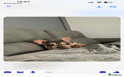 Mixed Breed dogs for sale: Blue & tan EA Siberian husky velvet French bulldog - Image 5