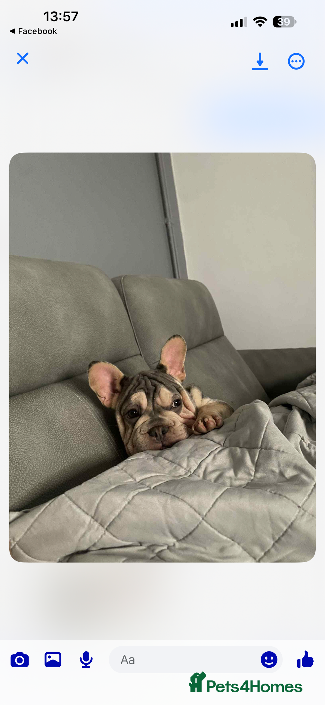 Mixed Breed dogs for sale: Blue & tan EA Siberian husky velvet French bulldog - Image 5