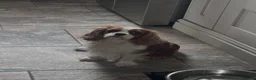 Cavapoo dogs for sale: 💙F1 FULLY HEALTH TESTED CAVAPOO💙Licensed Breeder - Advert 11