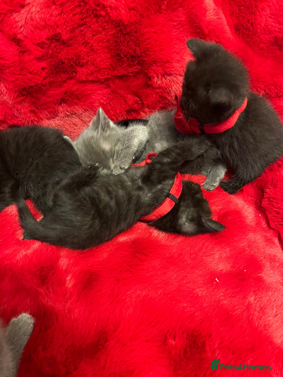 Mixed Breed cats for sale: kittens looking for a new home - Advert 18