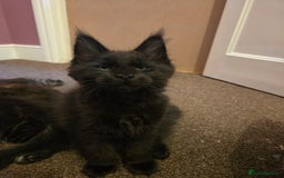 Maine Coon cats for sale: Tica Reg Mainecoon kittens READY NOW in Deal - Image 26