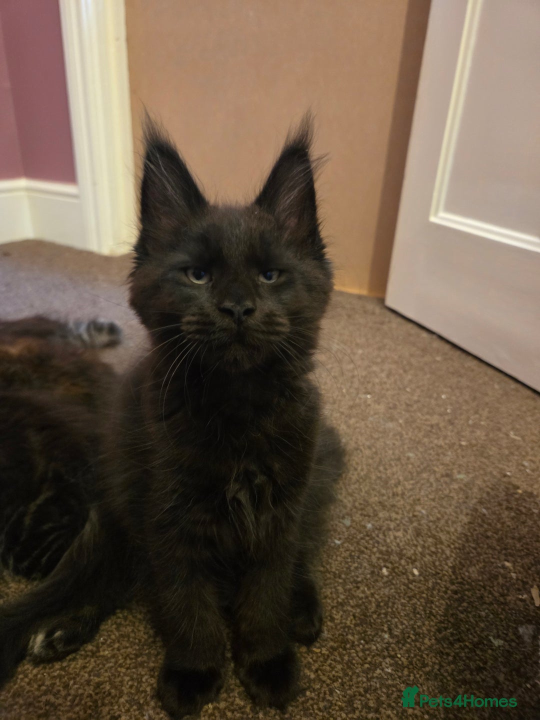 Maine Coon cats for sale: Tica Reg Mainecoon kittens READY NOW in Deal - Image 26