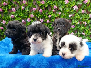 Mixed Breed dogs 1 st GEN JACKAPOO PARENTS HEALTH TESTED - Advert 2