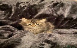 Mixed Breed cats for sale: Beautiful siver tabby kittens  - Image 6