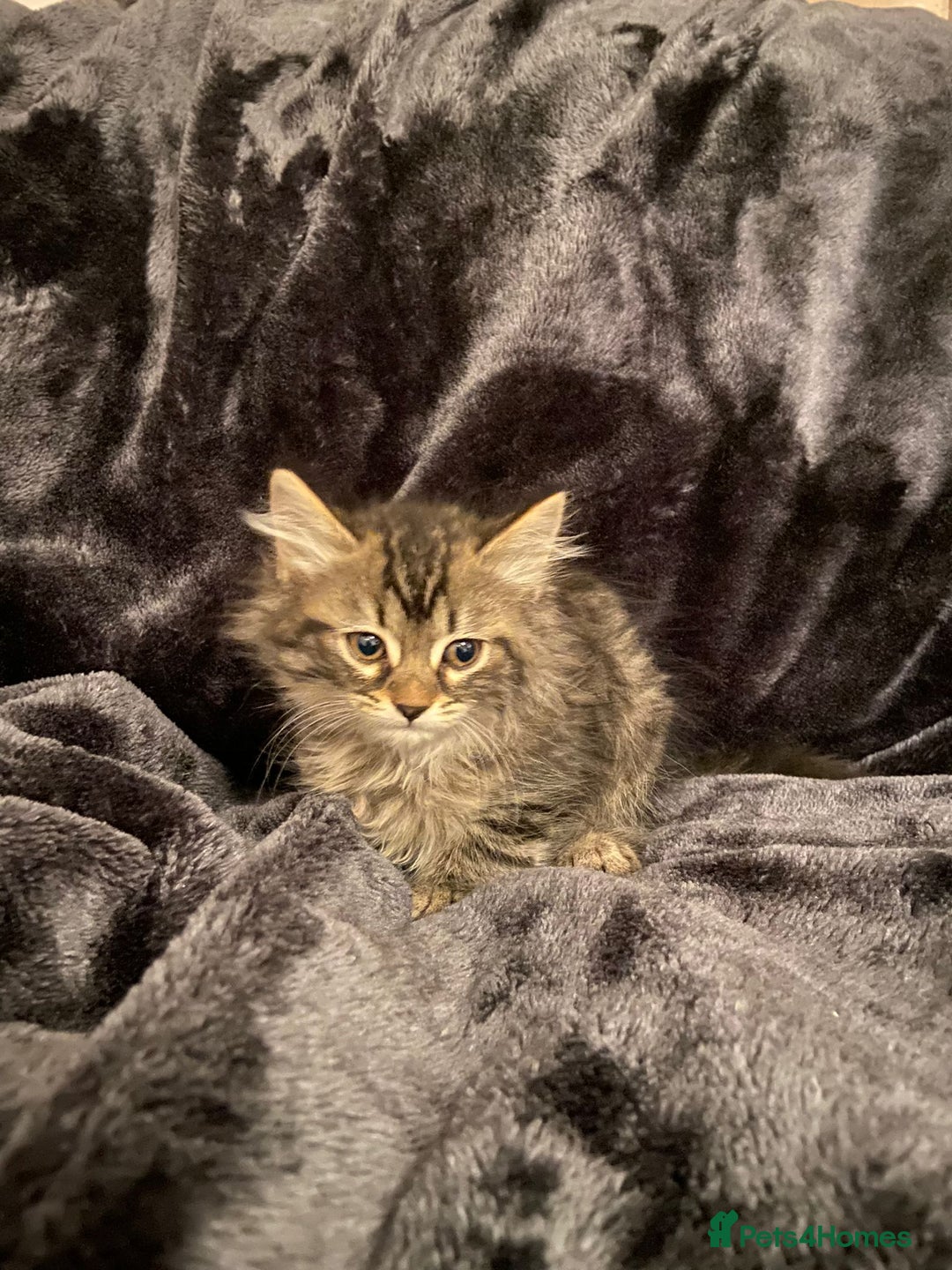 Mixed Breed cats for sale: Beautiful siver tabby kittens  - Image 6