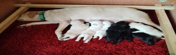 Labrador Retriever dogs for sale: Chunky Yellow & Black Labrador Puppies - Advert 10