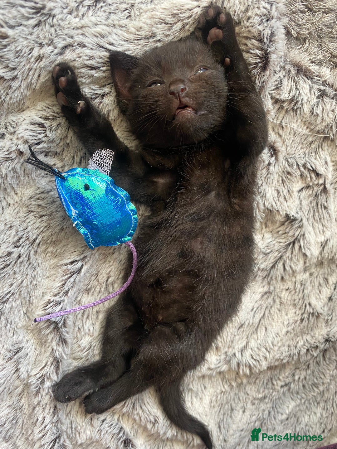 Bengal cats for sale: Mixed Stunning Bengals  - Image 24