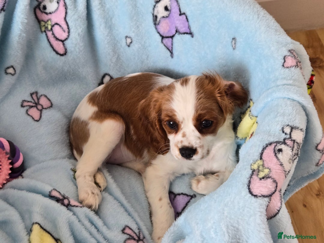 Cavalier King Charles Spaniel dogs for sale: Beautiful cavalier king charles spaniel puppy  - Image 4