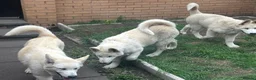 Alaskan Malamute dogs for sale: 2 females and 2 males left - Advert 9