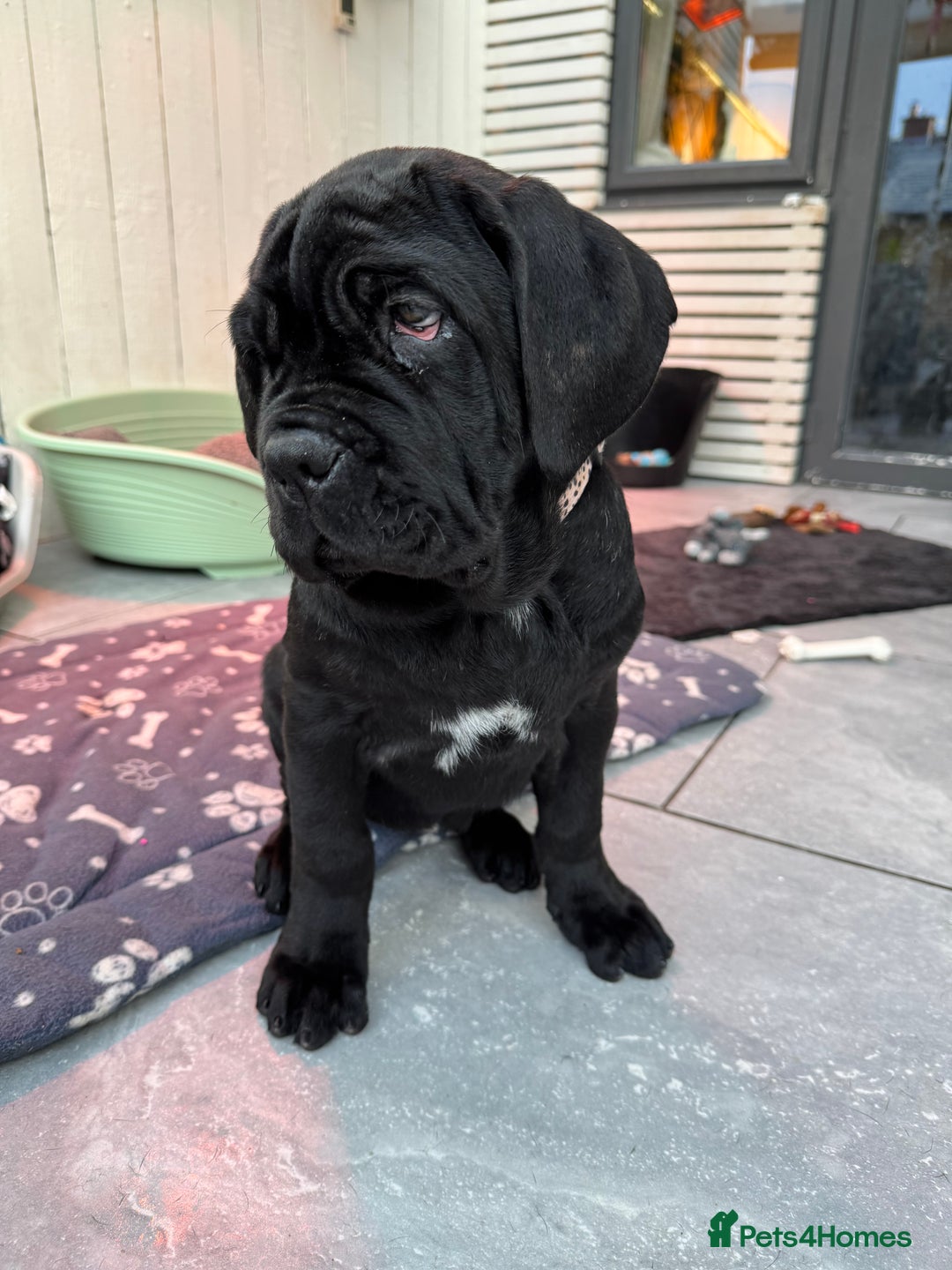 Neapolitan Mastiff dogs for sale: 2 black female Neapolitan mastiff puppies  - Advert 23