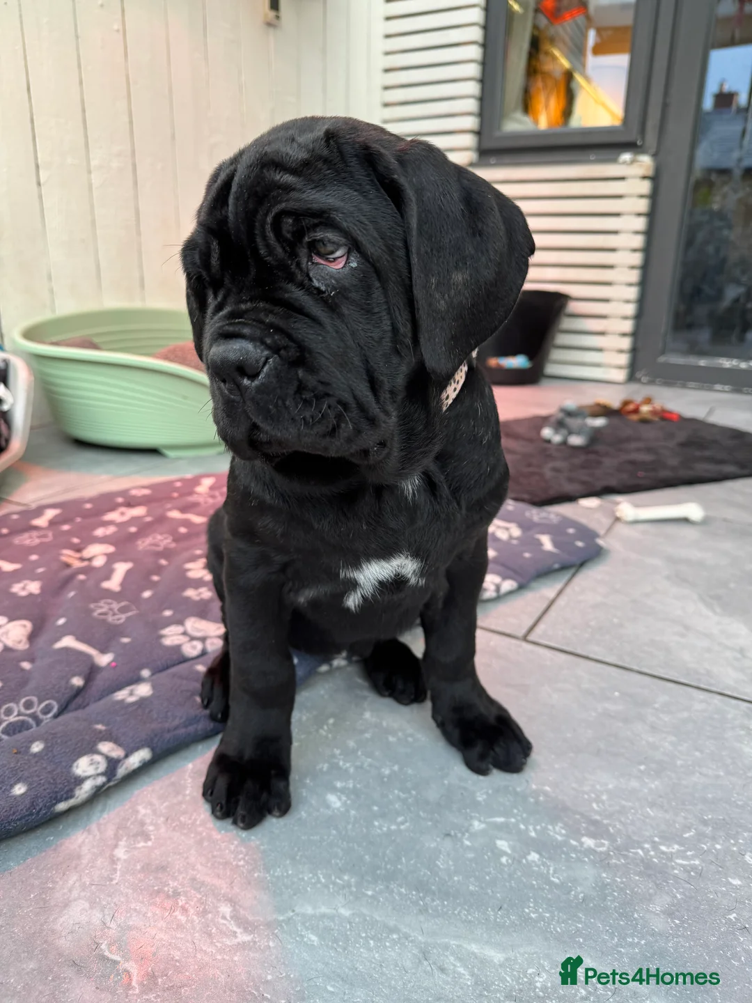 Neapolitan Mastiff dogs for sale: 2 black female Neapolitan mastiff puppies  - Advert 23