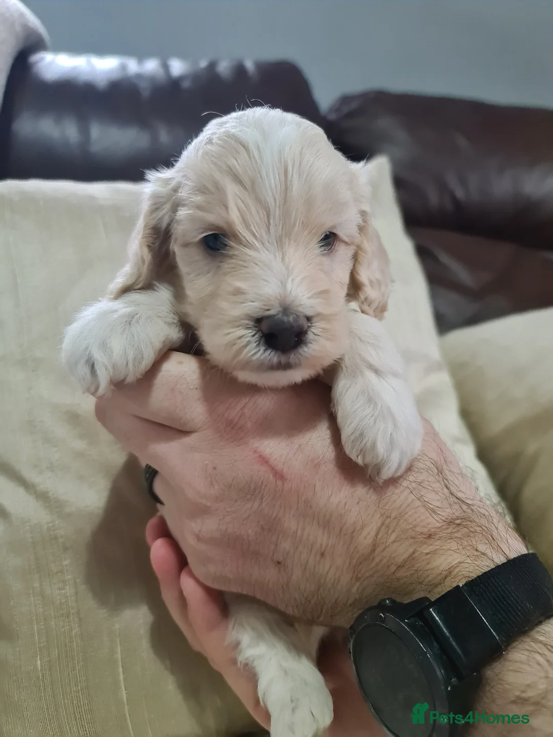 Miniature Poodle dogs for stud: Chocolate Parti Poodle. Toy/Small Miniature stud in Pershore - Advert 8