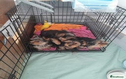 Yorkshire Terrier dogs for sale: Adorable Yorkshire Terrier puppies for sale - Image 3