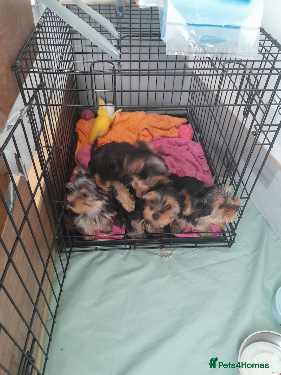 Yorkshire Terrier dogs for sale: Adorable Yorkshire Terrier puppies for sale - Image 3