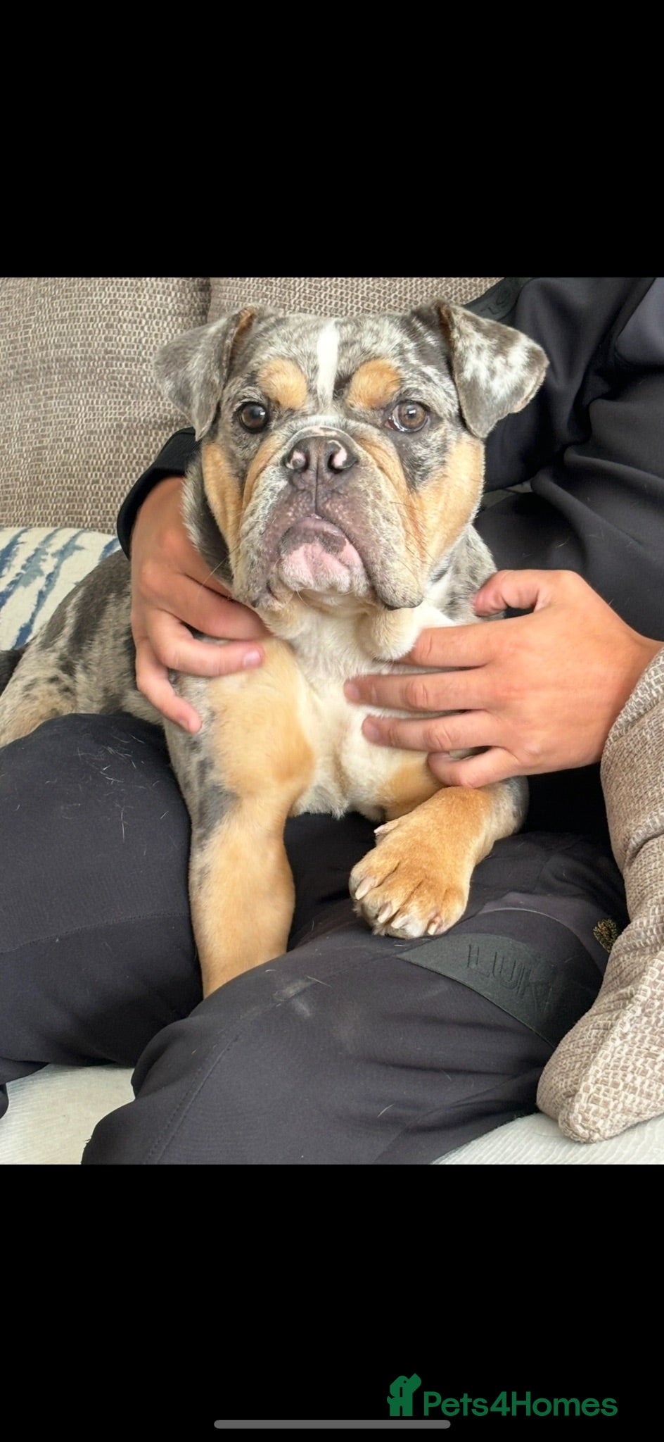 English Bulldog dogs ENGLISH BULLDOG - Advert 1