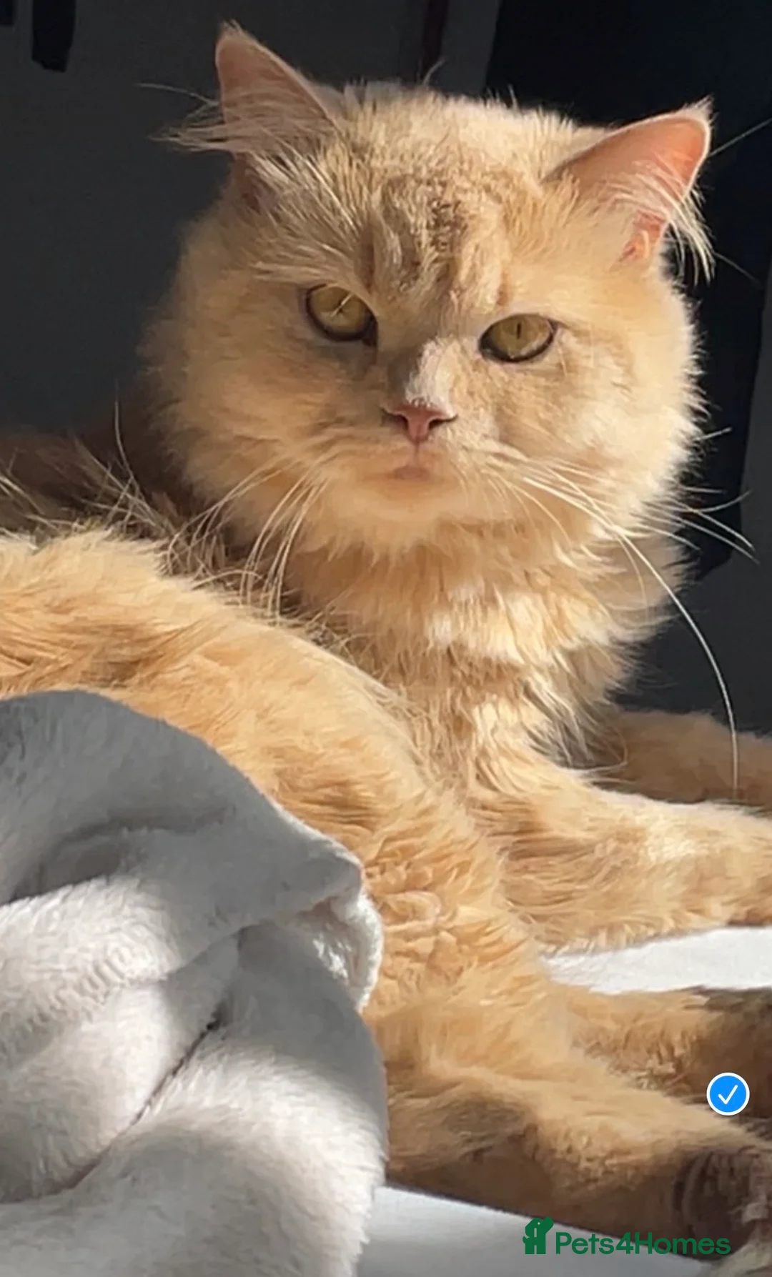 Persian cats for stud: Simba  in London - Advert 1