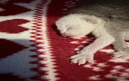 Burmese cats for sale: GCCF-Home raised-BurmeseKittens ready mid December - Image 7
