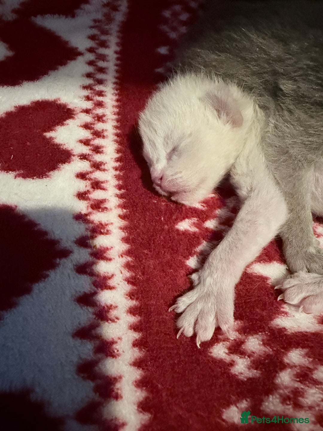 Burmese cats for sale: GCCF-Home raised-BurmeseKittens ready mid December - Image 7