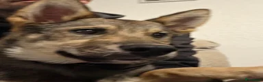 Shepsky 1