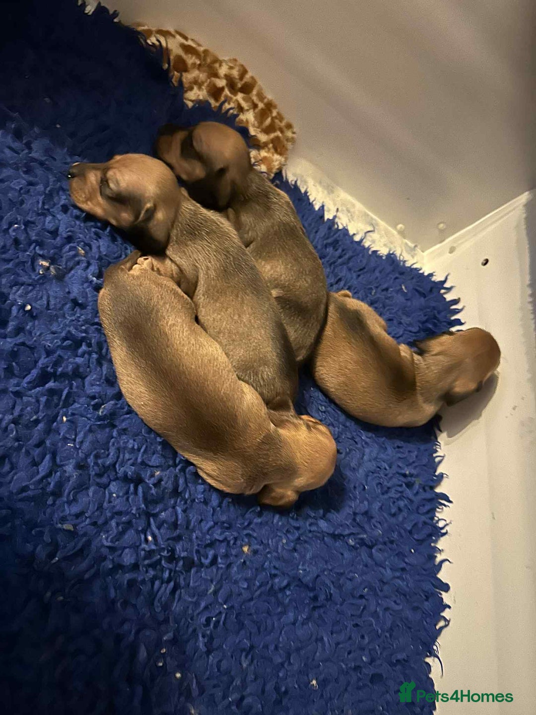 Miniature Dachshund dogs for sale: Miniature smooth haired dachshund puppies - Image 17