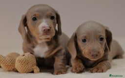 Miniature Dachshund dogs for sale: 5StarsLicensed+KC+PRAClear+VetChecked - Image 4