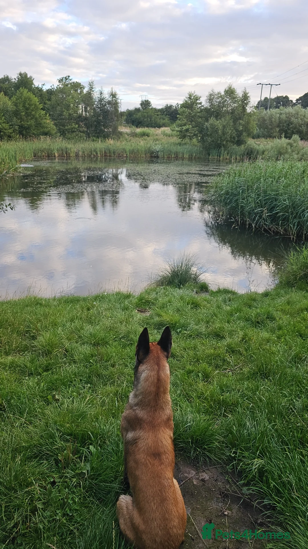 Belgian Shepherd Dog dogs for stud: Belgian malinois in Doncaster - Advert 5